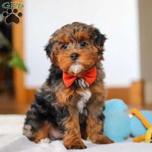 Jackson, Yorkie Poo Puppy